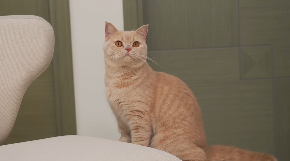 Newtral Freedom-X: Office Chair For Your Cat with Easy Access Ramp